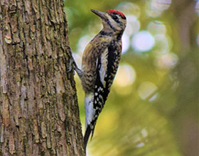 yellow bellied sapsucker on a tree