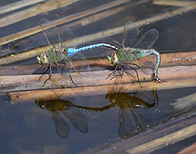 A male green darner, with its blue abdomen, holds on to the female while she deposits eggs