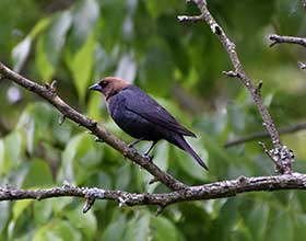 male cowbird resting on a branch
