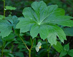 flowering mayapple