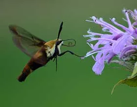 clearwing moth and wild bergamot