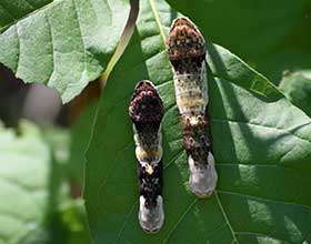 Two giant swallowtail caterpillars on a hopwood leaf