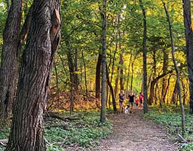 people and a dog walking along a wooded trail