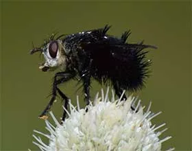 tachinid fly