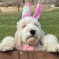 dog wearing bunny ears