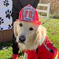 Dog in a firefighter costume.