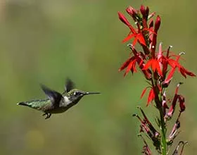 ruby-throated hummingbird flying toward a red cardinal flower
