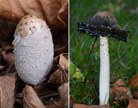 side by side comparison of the aging of a shaggy mane mushroom