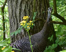 wild turkey standing in front of a tree