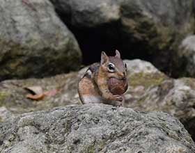 chipmunk with an acorn in its mouth sitting among large rocks. 