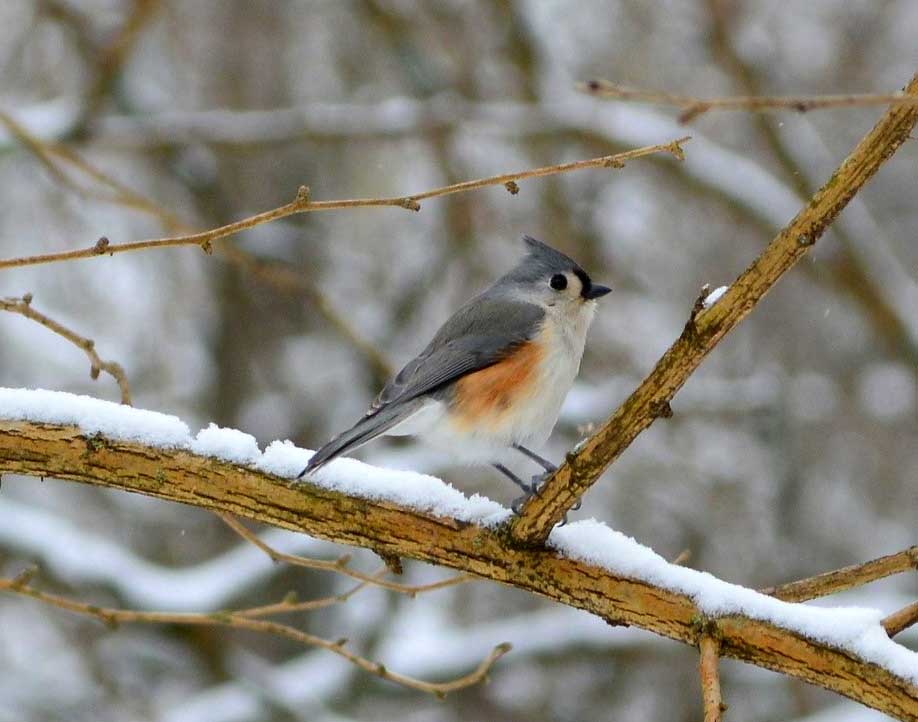 tufted titmouse on a snowy branch