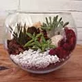 succulent terrarium