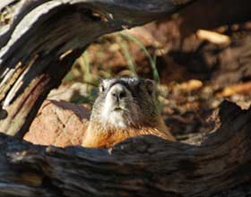 groundhog head peeking up between two branches
