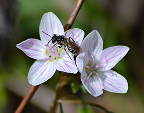 Two spring beauties and a bee