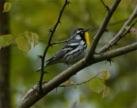 yellow-throated warbler on a tree branch