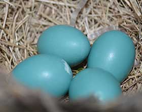 four robin eggs in a nest