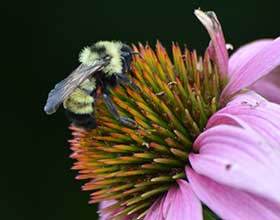 lemon cuckoo bumble bee on echinacea
